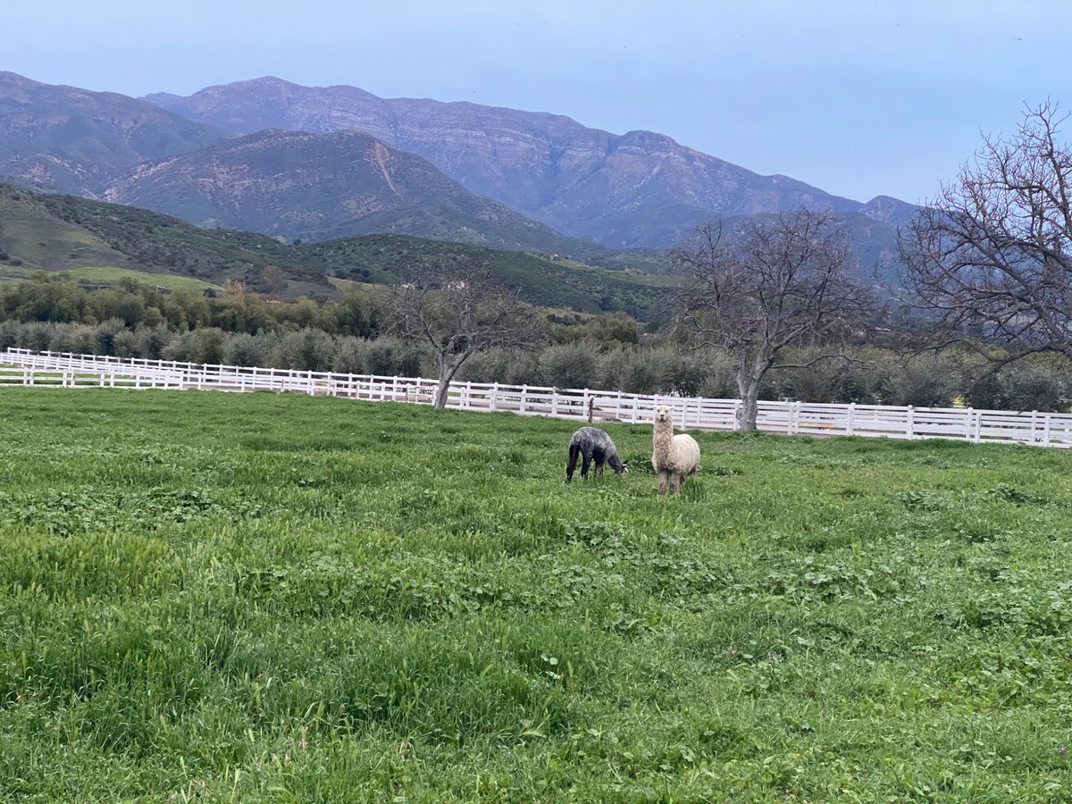 rizzwashere's tweet photo. Spring has been good to me lately  ٩(＾◡＾)۶ https://t.co/yDFTHvccTu