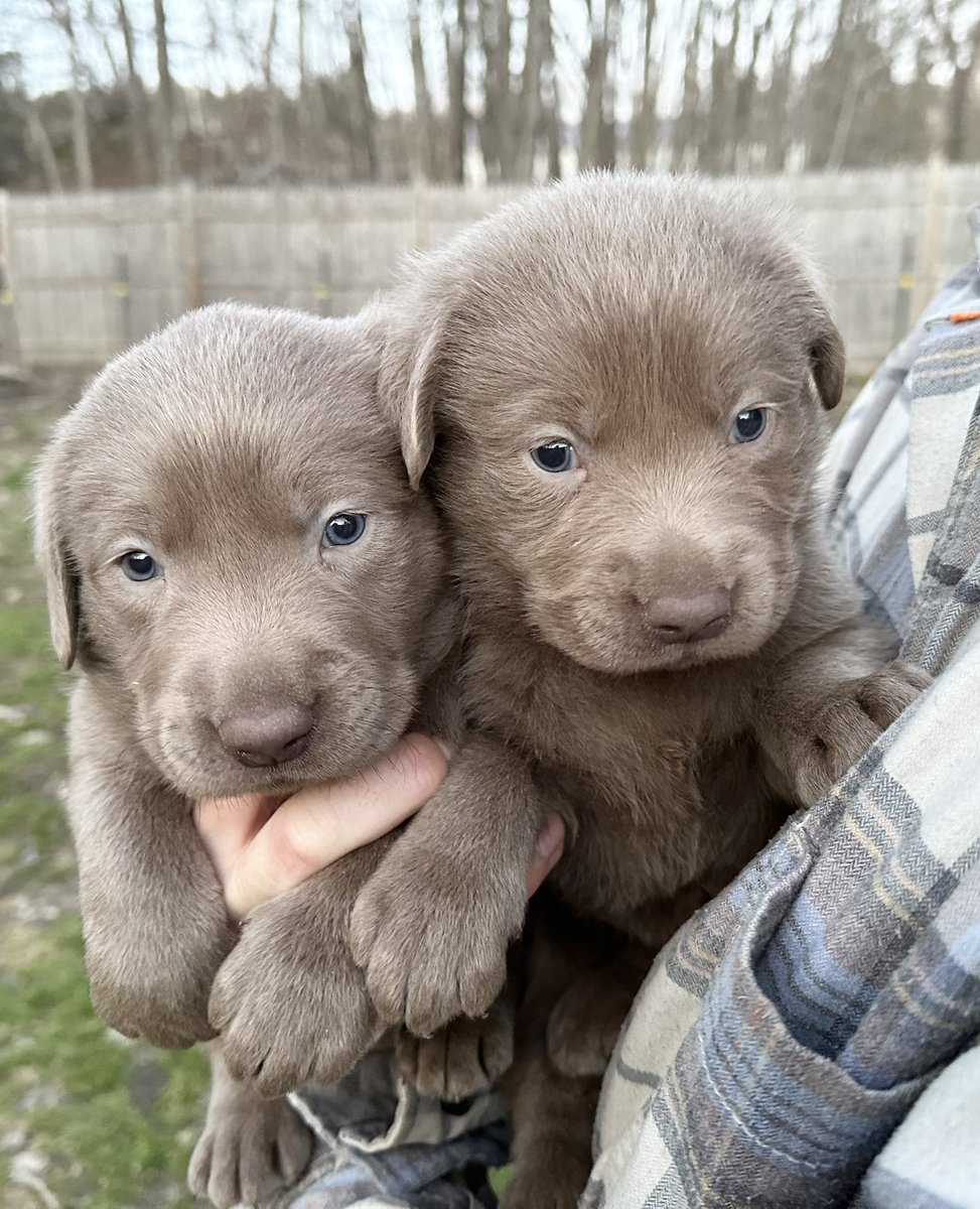 WapackPups's tweet image. Wapackpups #onlythebest