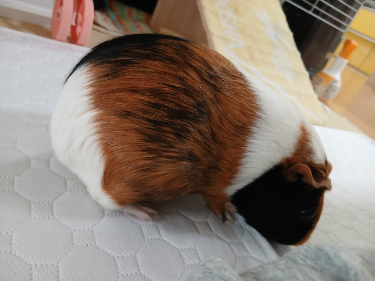 ぴょんた tweet media