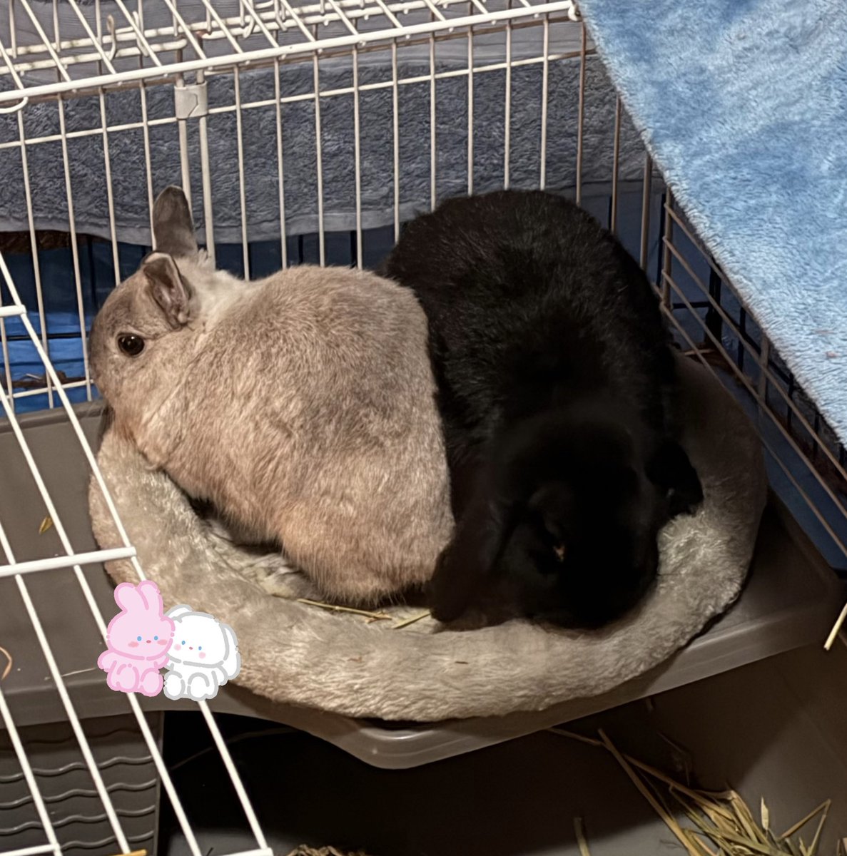 MiniChibi 🇦🇺🇯🇵 tweet media