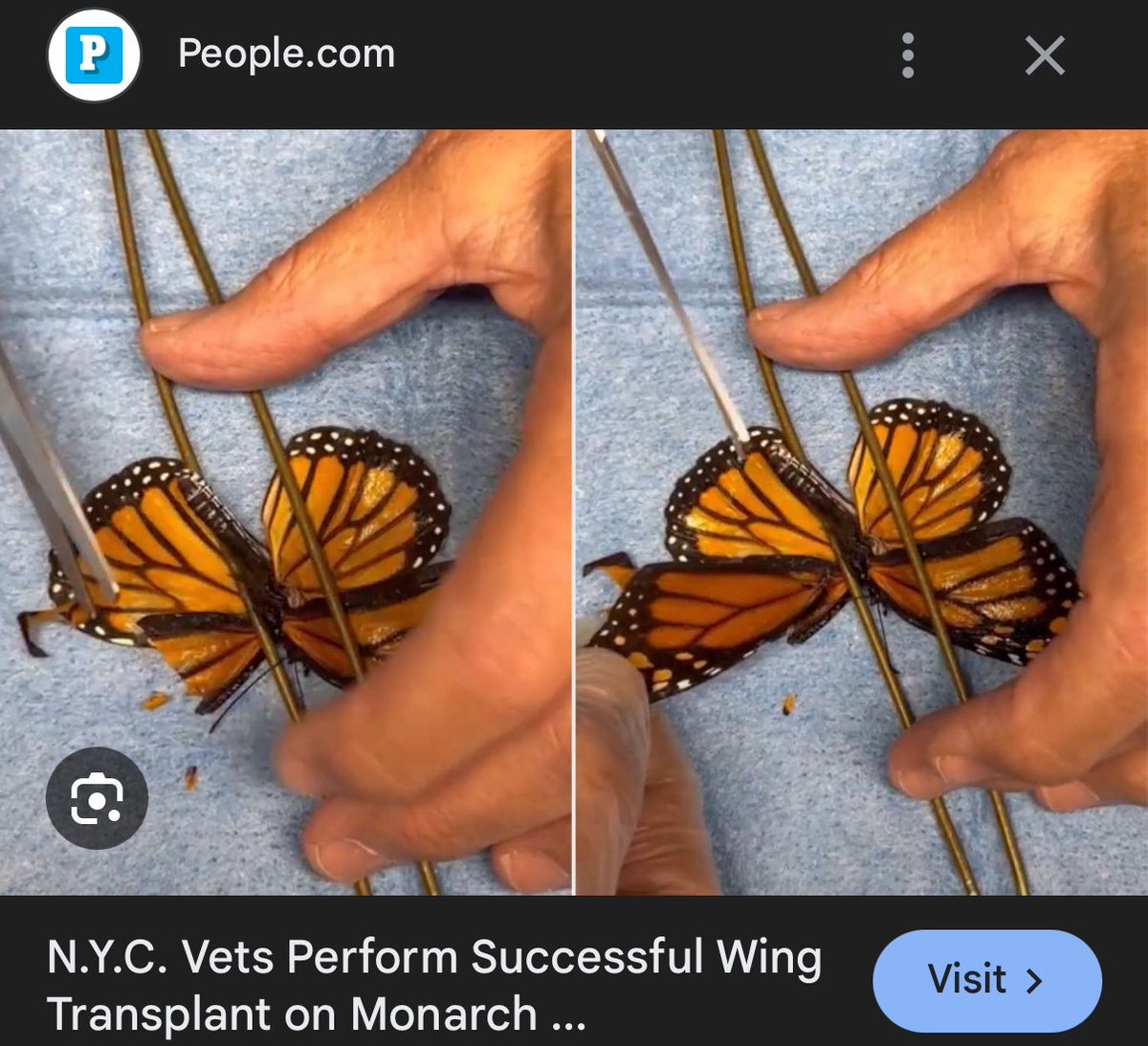 PinkAndScary tweet media