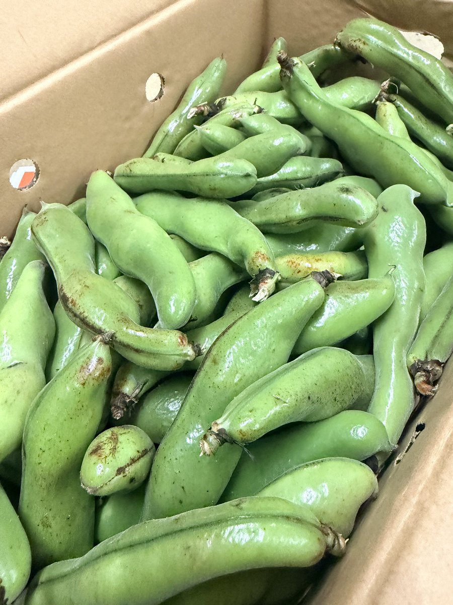 今夜の晩酌に🍺🥢ホクホクの＼そら豆🫛／はどーですか!?

春の陽気に誘われて、ビールが美味しい季節ですねっ💁🏻‍♀️
そんな時におすすめなのが立派なそら豆🫛！

鮮度抜群なので、薄皮まで柔らかくて独特の風味がたまらない〜🤭
お塩をちょっぴり🤏多めに振って、キンキンに冷えたビール🍻と一緒にパクッ❕