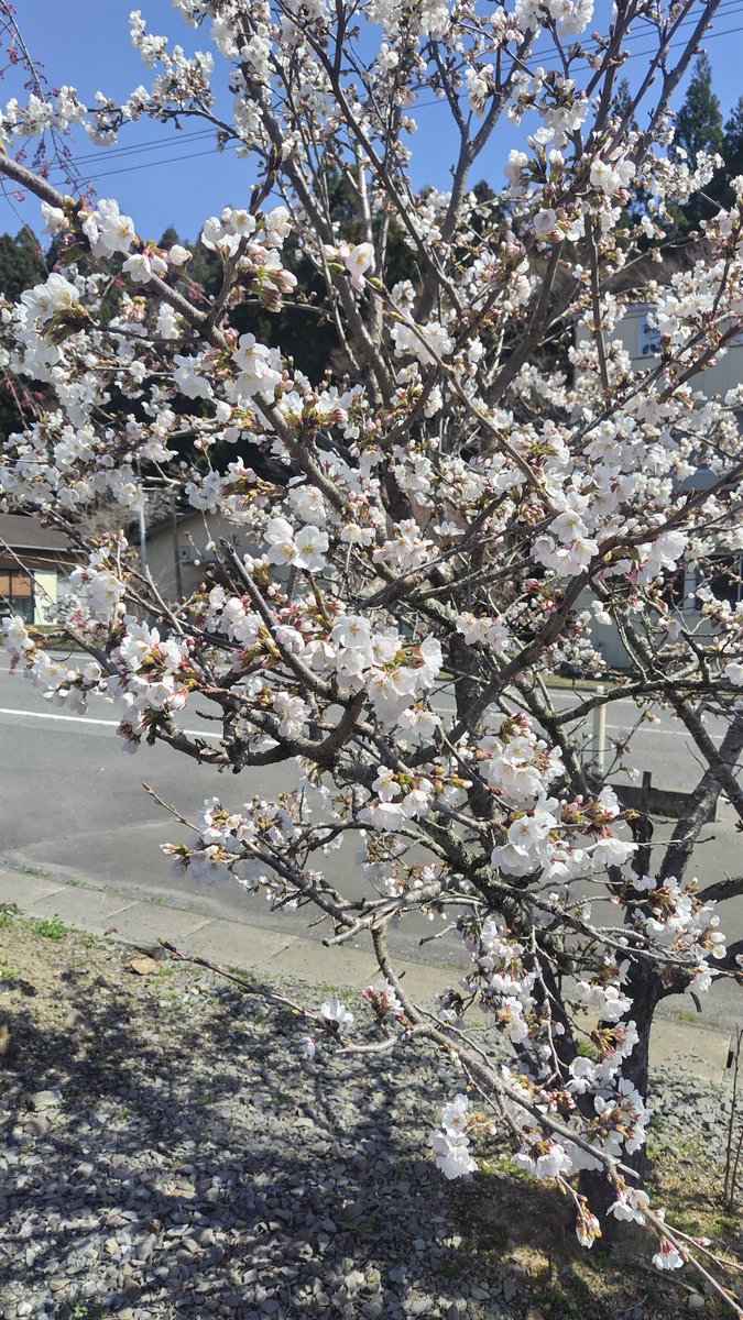 asutoro1's tweet photo. おはようございます😃
今日は春らしい暖かい南三陸町です。
会社の桜もほぼ満開です🌸

＃南三陸町
＃アストロテック
＃桜日和
＃満開 https://t.co/oivl6S4VHW