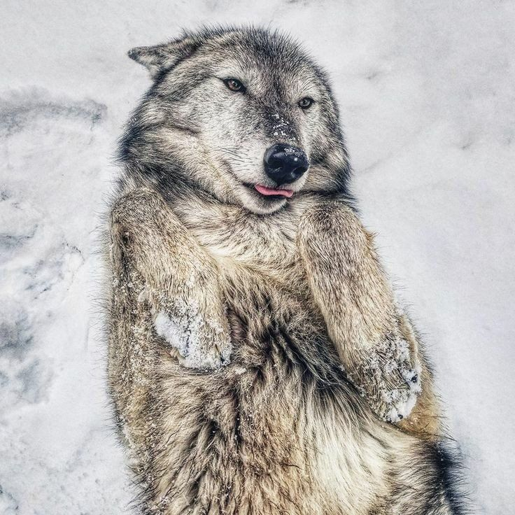 aspen 🦴🦮 tweet media