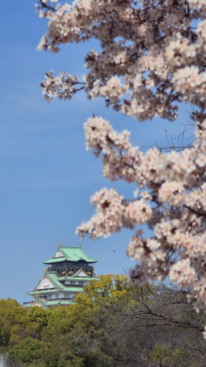yoonarns's tweet photo. Unas de mis fotitos de las flores de sakura en Japón, para el recuerdo juju💕 https://t.co/5d3F2ANDVD