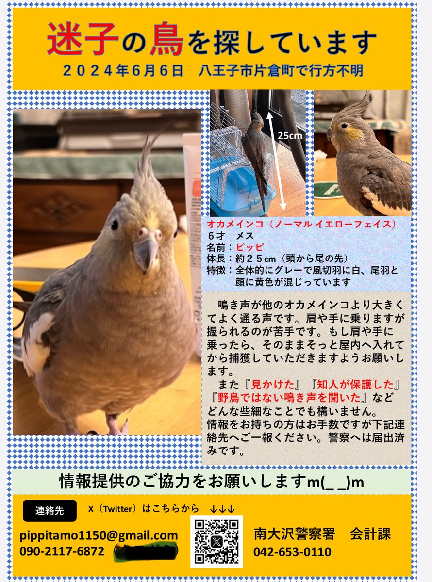 YCj90783's tweet photo. いつもご協力くださりありがとうございます

今日はピッピを迷子にしてしまった時と同じ仕事ルーティーン。

一年10ヶ月。

2024年6月以降に似ているインコを保護してくださっている方いらっしゃいませんか？
一目でいいから会いたいです🙇‍♀️

#八王子市 #片倉町 #迷子鳥 #迷子鳥拾ったら警察へ https://t.co/cXiEKAGK22