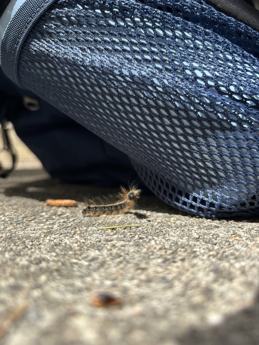 This bag worm really liked my bag
Go figure