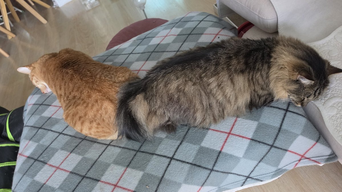 Cat___Wasabi's tweet photo. 냥칼코마니 https://t.co/eV5Y5J89J6