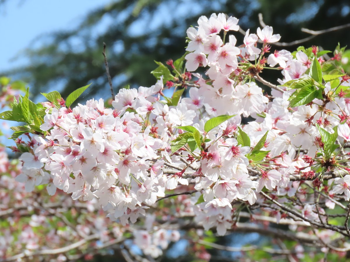 ozaku_tama's tweet image. おはようございます。
橋の桜はもうしばらく楽しめそうです。そして足元にはお食事に夢中でまったく逃げないシメが１羽。草をかき分け身のようなものをついばんでいます。迫力のある表情です。
熱意の伝わる眼力が欲しいブックスタマ小作店を本日もよろしくお願いいたします！