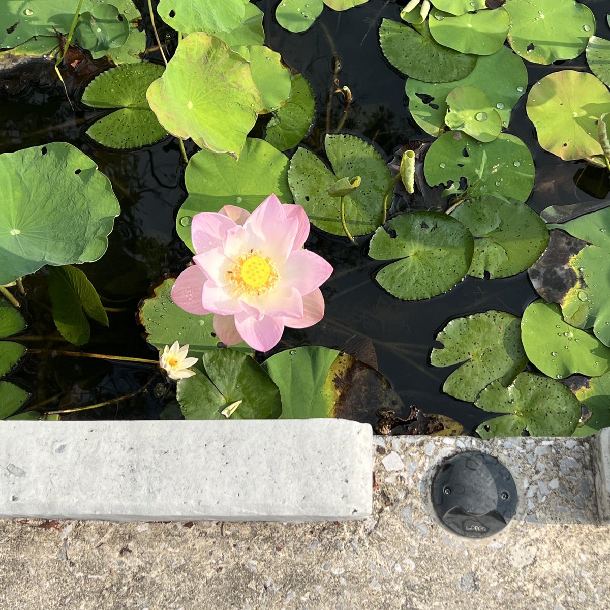 alnp — tweet media