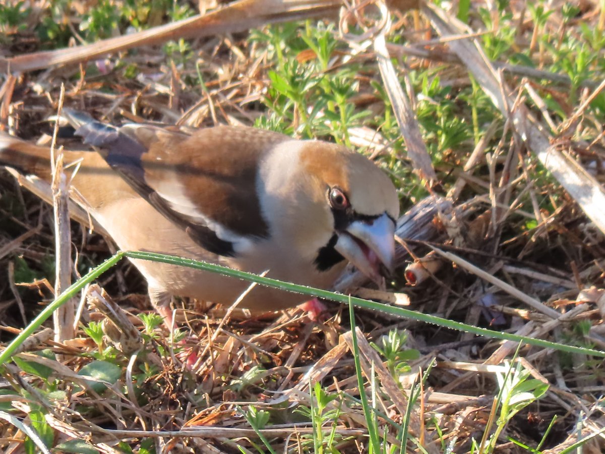 ozaku_tama's tweet image. おはようございます。
橋の桜はもうしばらく楽しめそうです。そして足元にはお食事に夢中でまったく逃げないシメが１羽。草をかき分け身のようなものをついばんでいます。迫力のある表情です。
熱意の伝わる眼力が欲しいブックスタマ小作店を本日もよろしくお願いいたします！