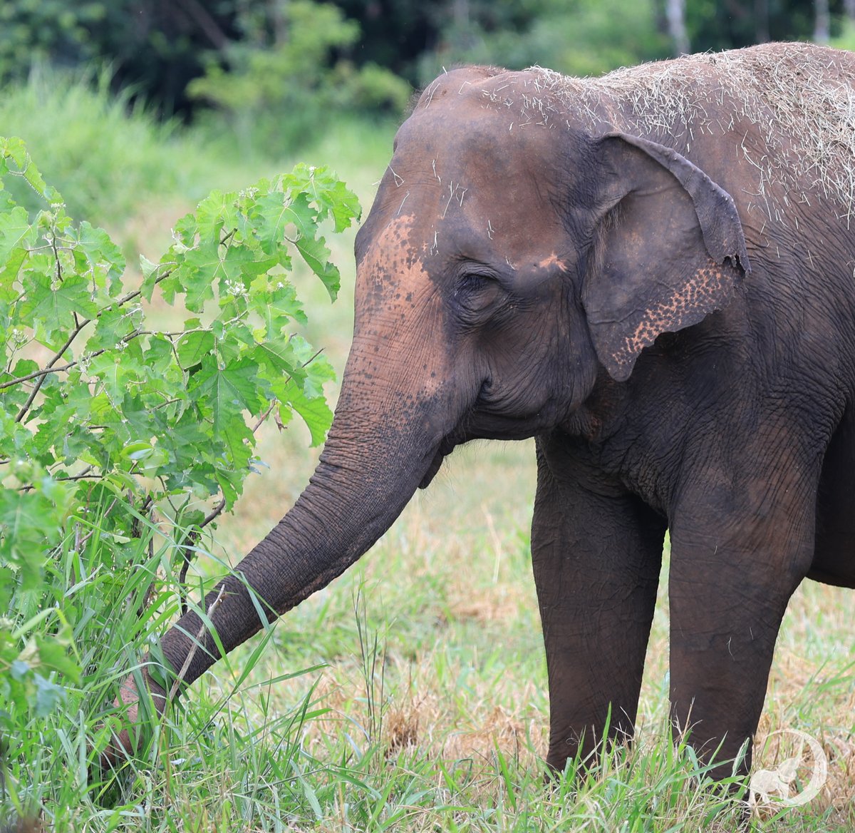 Global Sanctuary for Elephants tweet media