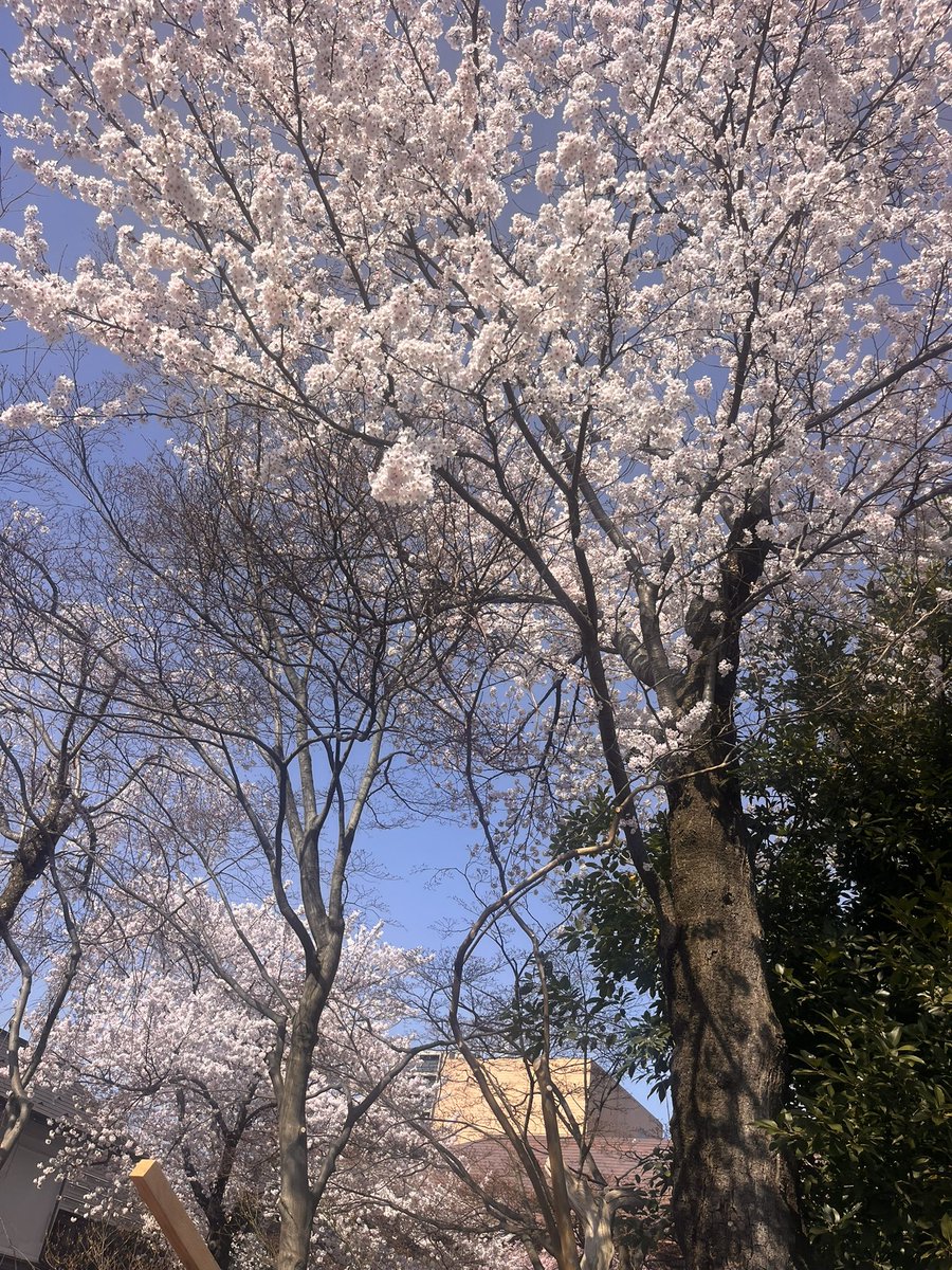 白ｯ【ｼﾗｯ】 tweet media