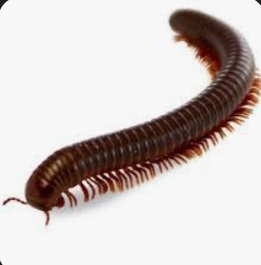 G u n a d i tweet media