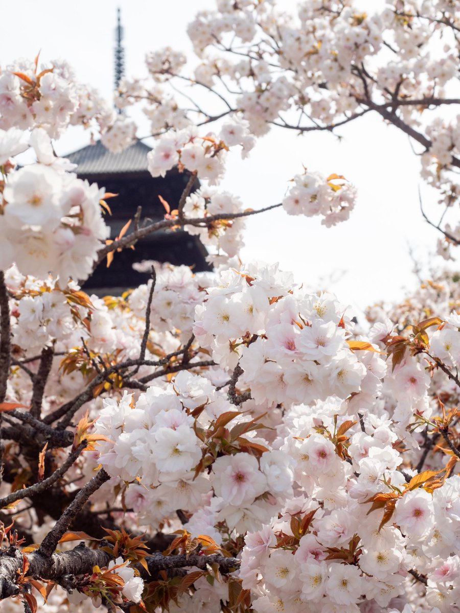 Ninna_ji's tweet photo. 2026年4月9日　御室花だより

🌸御室桜　満開
🌸石楠花　見頃
🌸枝垂れ桜　見頃
🌸ミツバツツジ　見頃
🌸御衣黄　蕾
🌿もみじ　新緑

御室花まつり
●期間：令和8年3月27日（金）〜5月6日（水・祝）
●拝観時間：8時30分〜17時30分（受付終了17時）
●入山料：大人800円

#仁和寺 #御室桜 https://t.co/tcpS772wUB