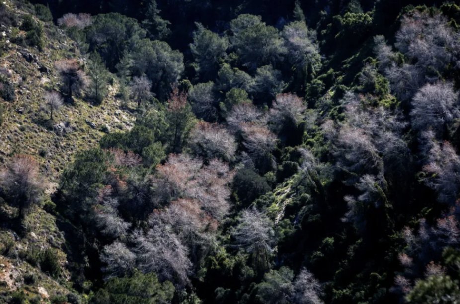 Dr. Ghada Sasa, PhD 🇵🇸 tweet media