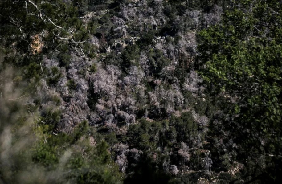 Dr. Ghada Sasa, PhD 🇵🇸 tweet media