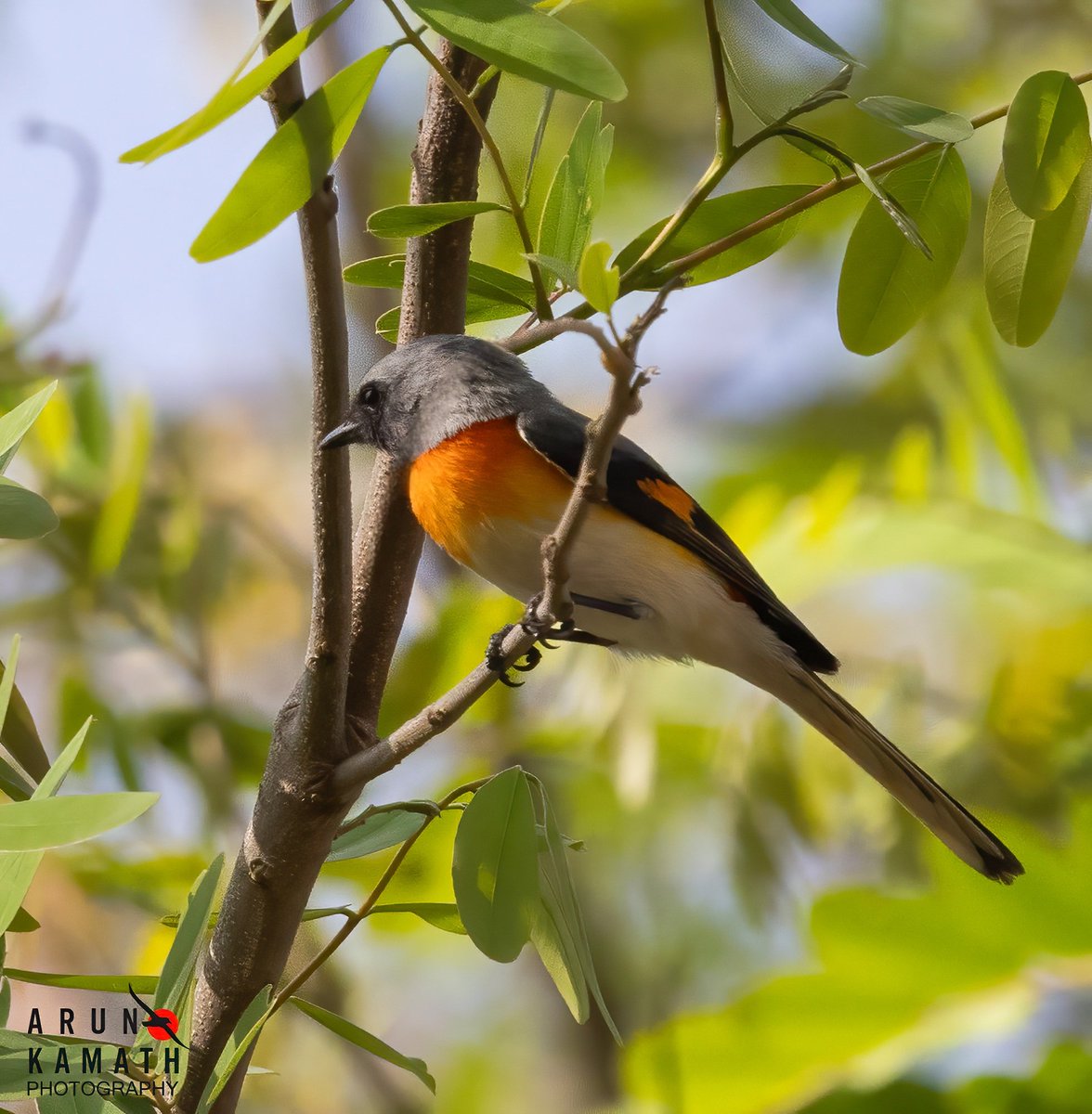 incognito9's tweet image. A rather small bird the small mijivet feom the Aravallis for today.

#indiaves #thephotohour #TwitterNatureCommunity #birds #birding