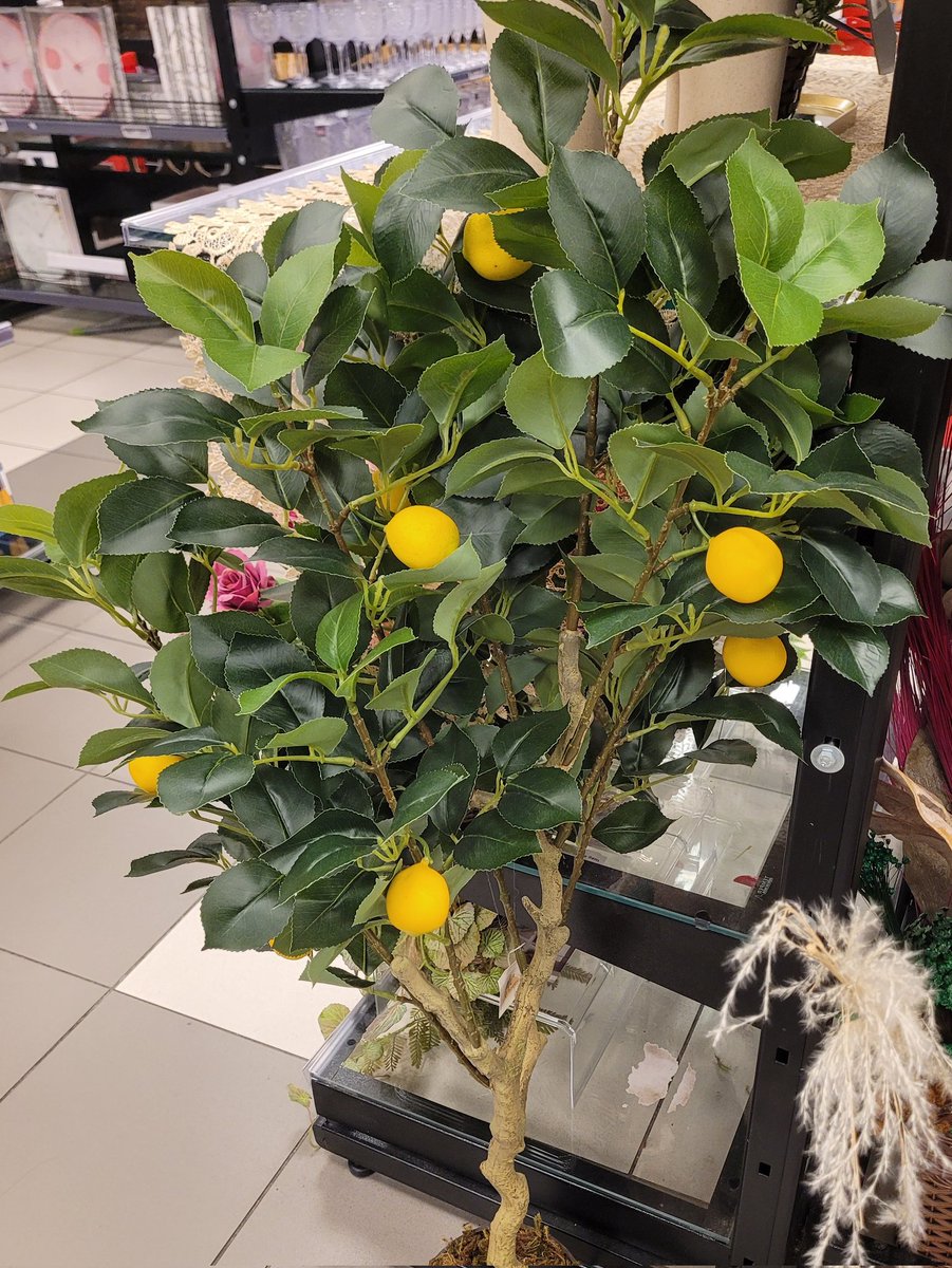 bela ୭̥⋆*｡ saw marina 03/26 tweet media