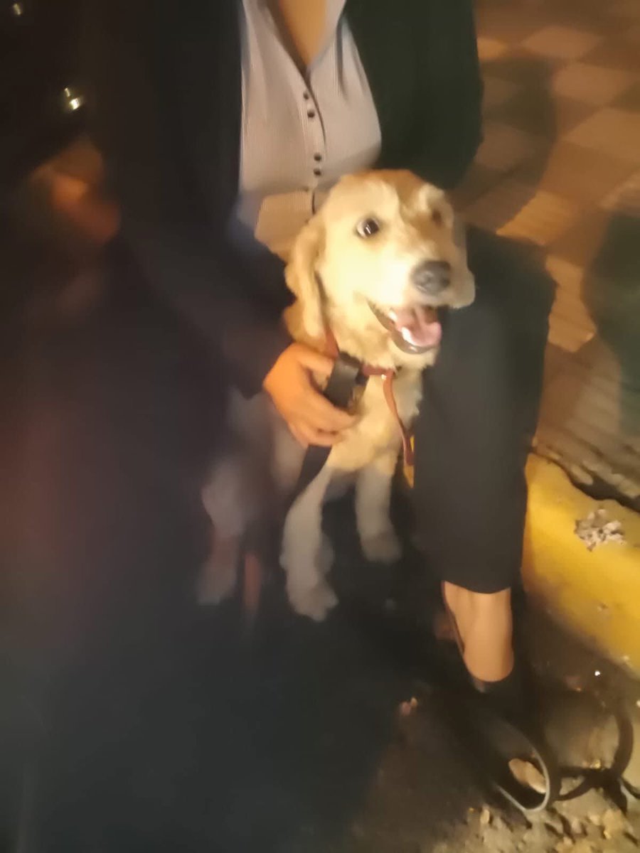 Patitas perdidas tweet media