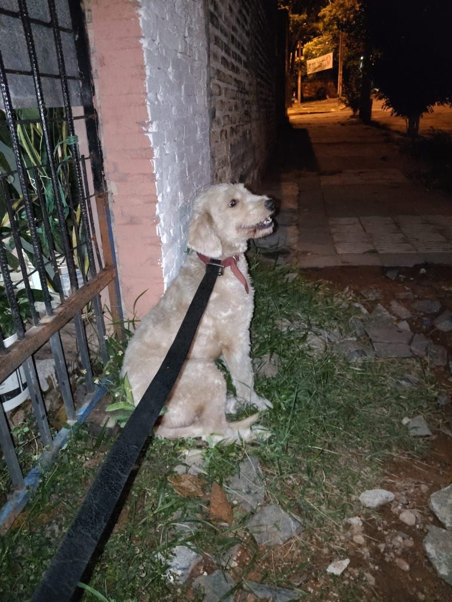 Patitas perdidas tweet media