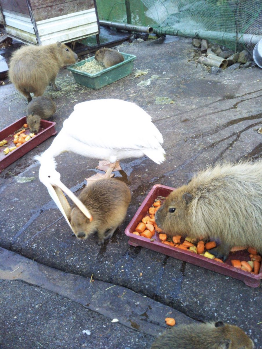 たかやま@たかやま tweet media