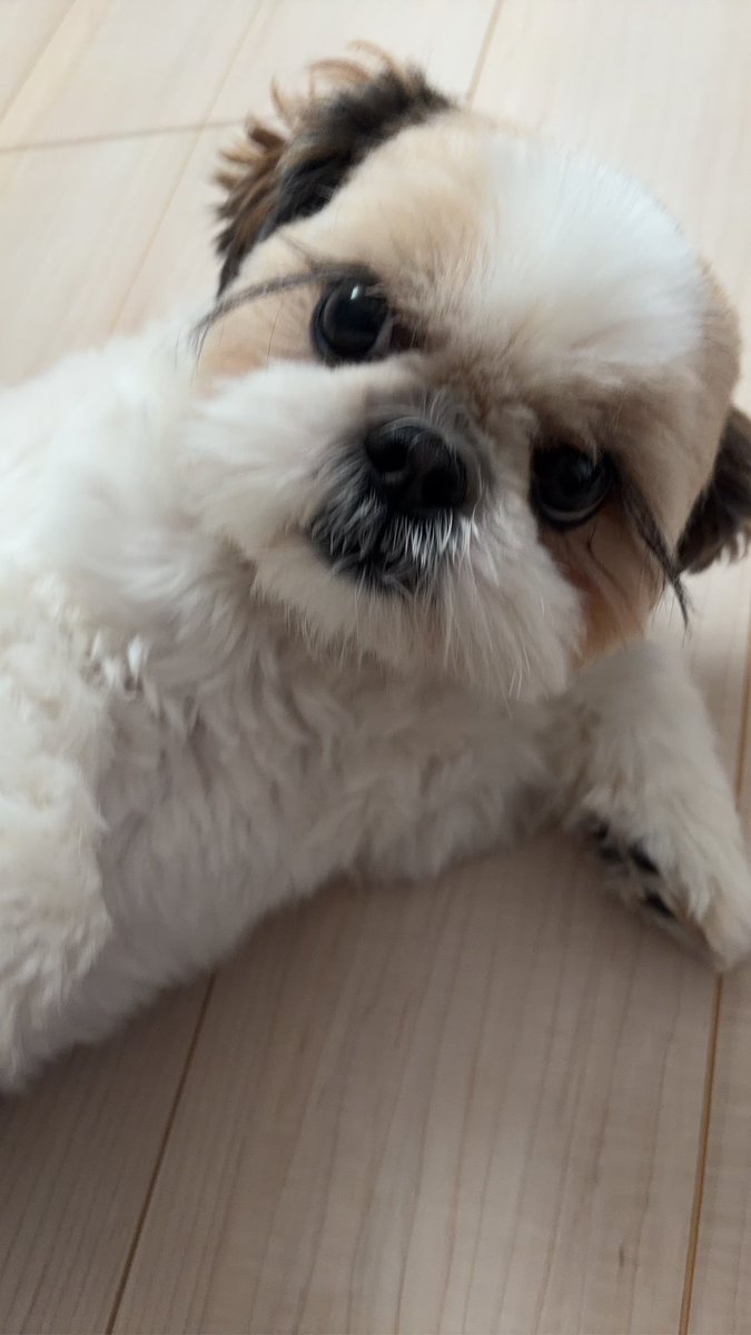 ヴァイス_もふもふここちゃん tweet media