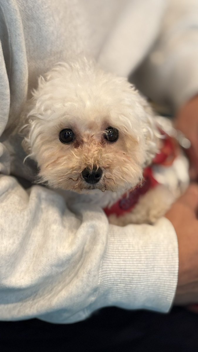 山口玲香のDOOG MORNING🐾 tweet media