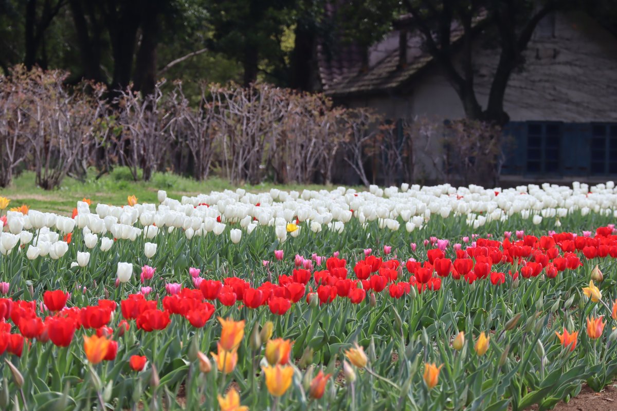 【公式】こもれび 森のイバライド tweet media