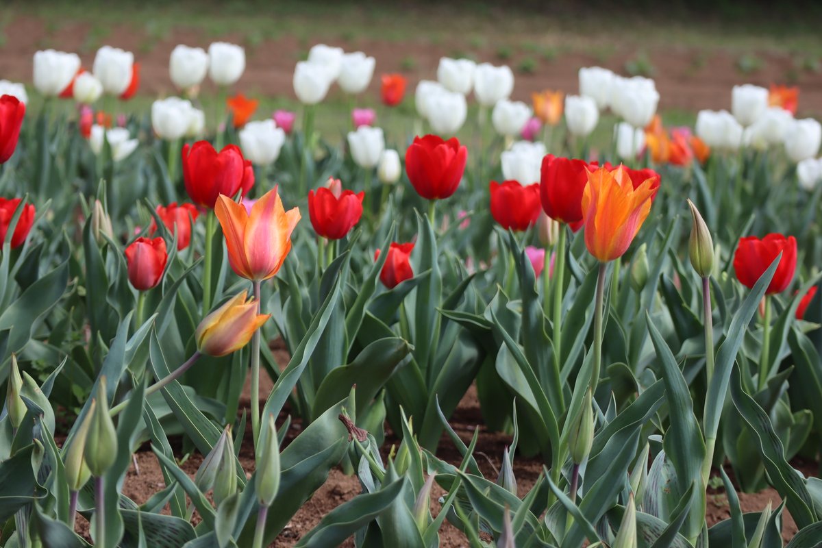 【公式】こもれび 森のイバライド tweet media