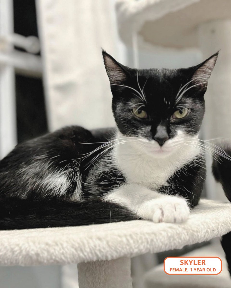 FeralCatProgramGA tweet media