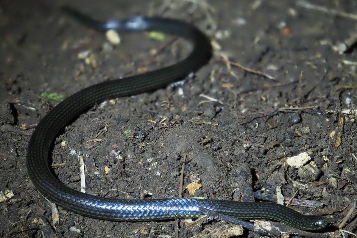 らみせ tweet media