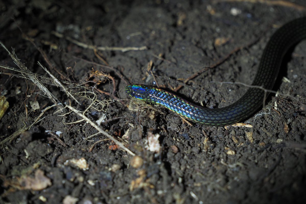 らみせ tweet media