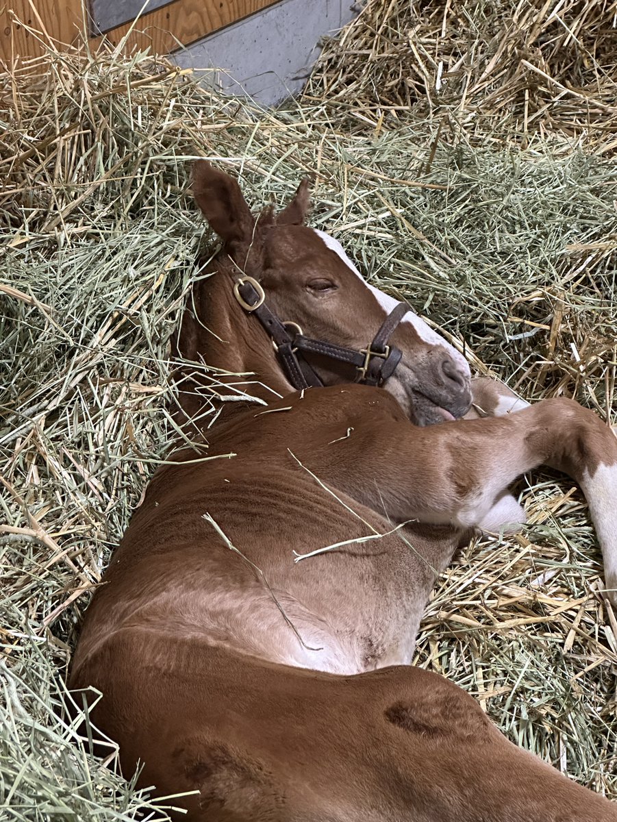 oiwakefarm's tweet photo. 先日アーテルアストレアが初仔となるオルフェーヴルの牡馬を出産しました🐴
仔馬にもあーちゃんにも初めての経験ばかりですが頑張っている2頭の応援をよろしくお願いします！

＃アーテルアストレア
＃あーちゃん https://t.co/hDBabHJJ94