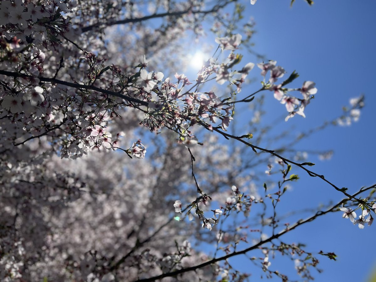 スナックちゃんみつ🪬つね tweet media