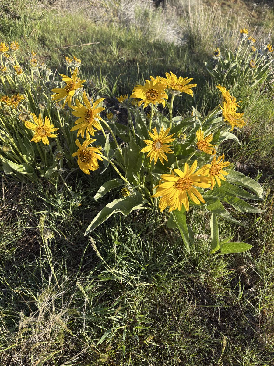 Sevenstarc31669's tweet photo. I love it when the #balsamroot blooms https://t.co/olmKhzbQbZ