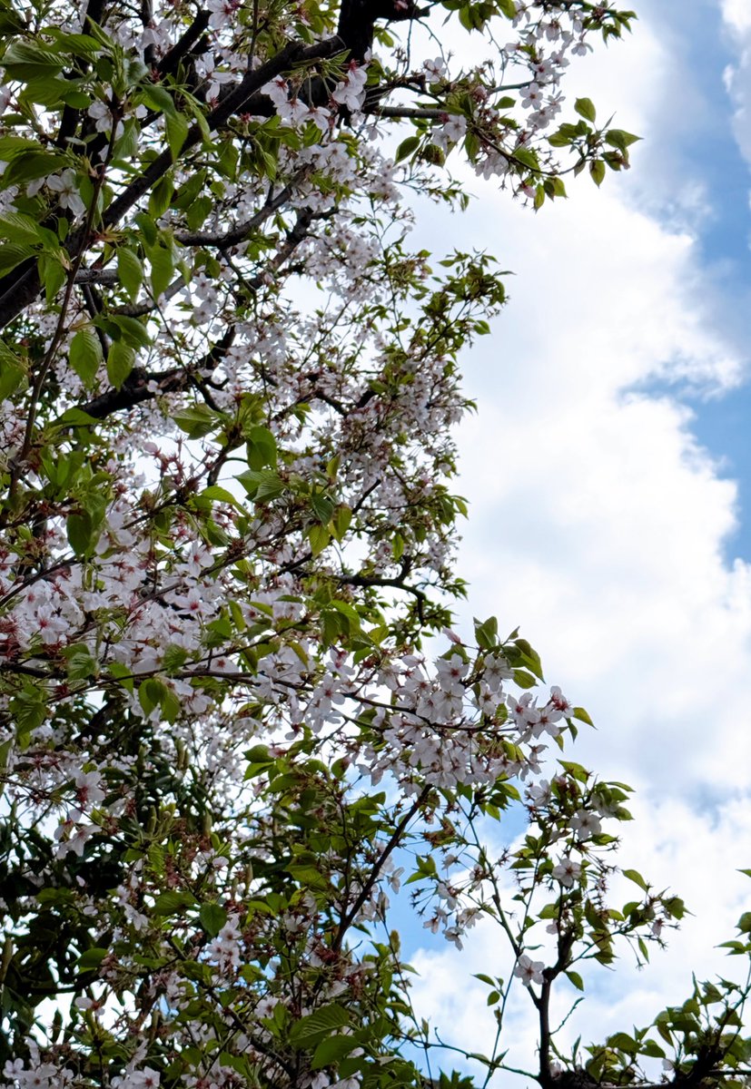 ターザン馬場園 tweet media