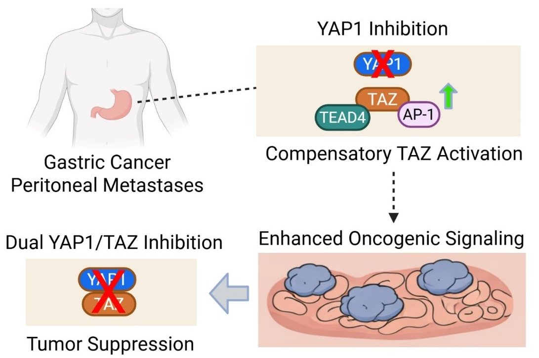 CHP_journal's tweet photo. 📖 Commentary Spotlight — Rahul Kumar

Why does YAP1 targeting fail?

Rahul Kumar highlights:
🧠 Transcriptional plasticity drives resistance
🔗 TEAD–AP-1 cooperation sustains malignancy
💡 Supports co-targeting strategies
🔗 https://t.co/iRdXATHVvy
#CancerHeterogeneity #TherapyResistance