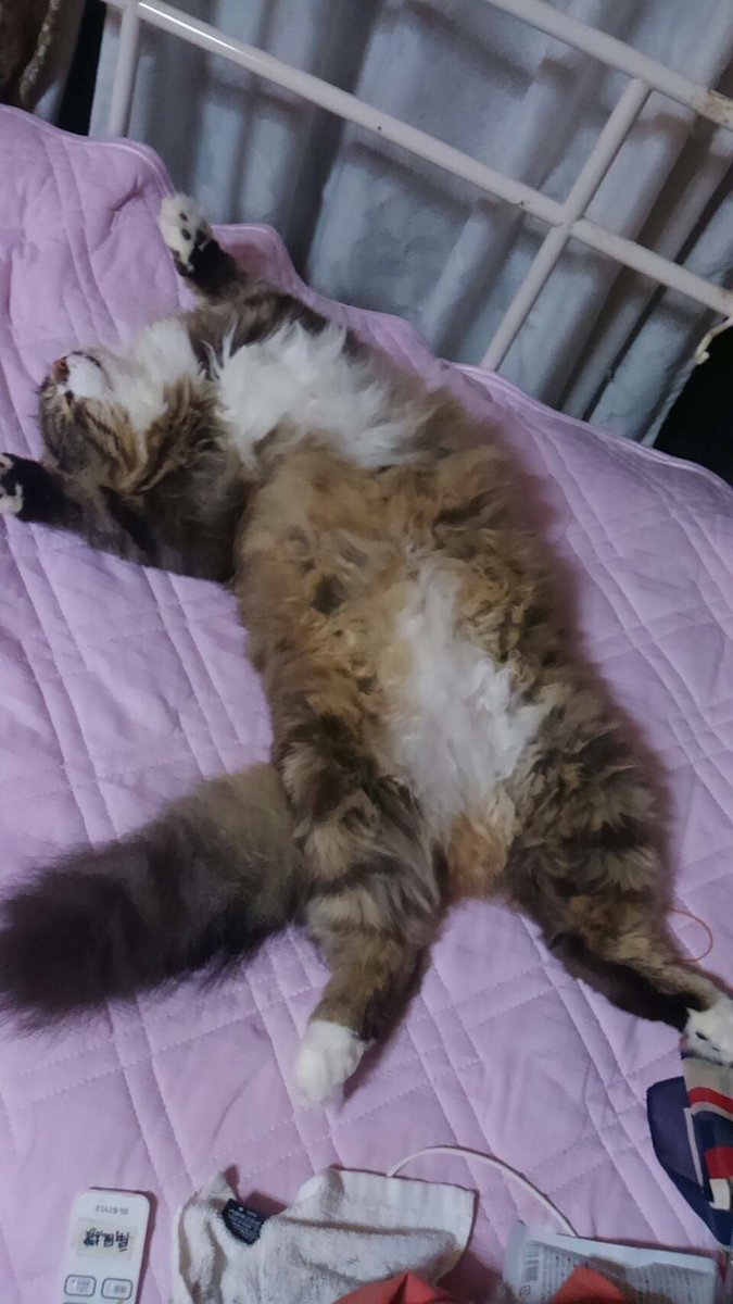 どんｸﾞﾘ：(ΦωΦ)ﾌﾌﾌ… tweet media