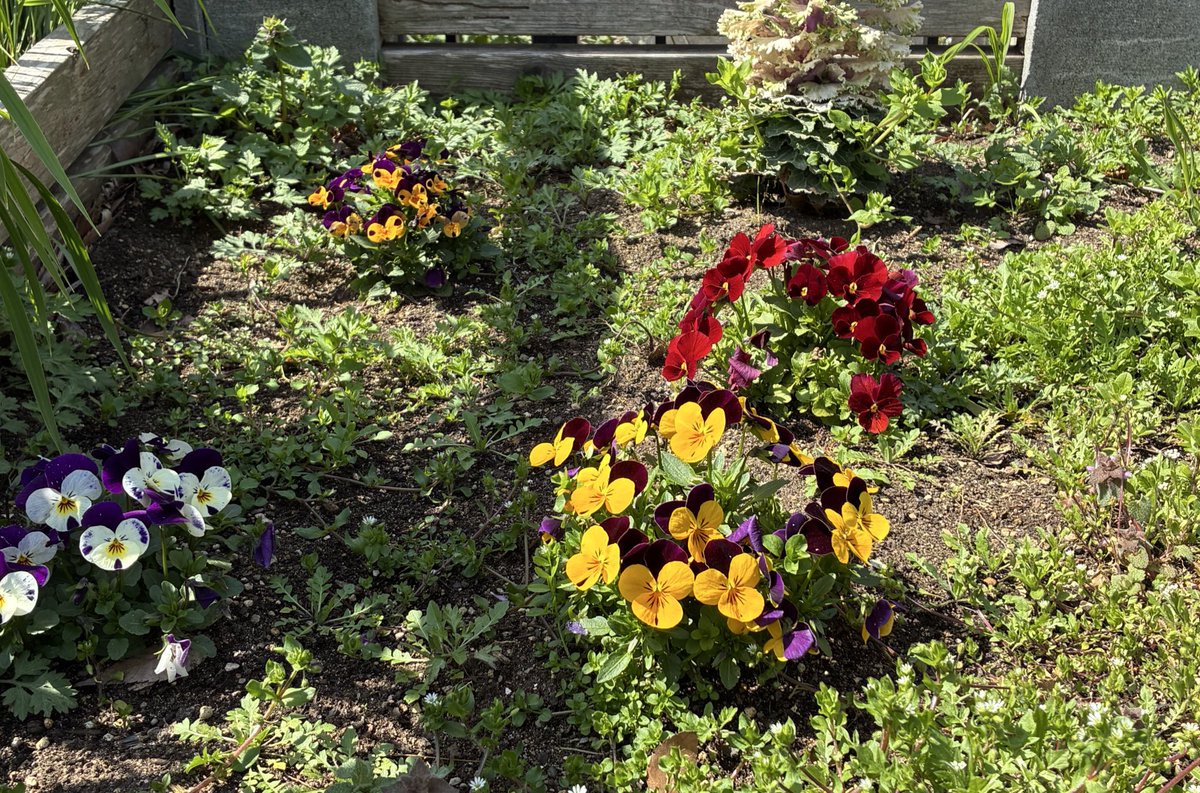 IGアフロ tweet media