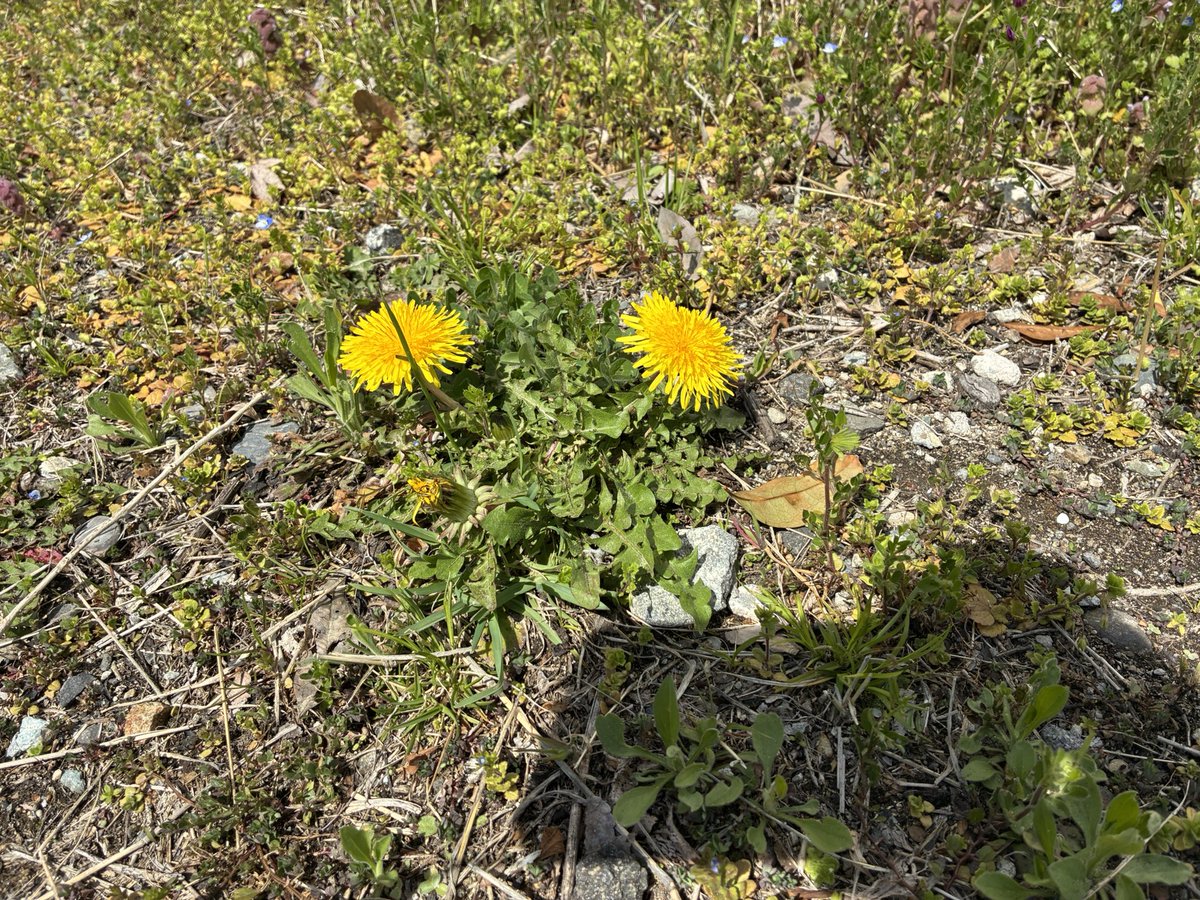 IGアフロ tweet media