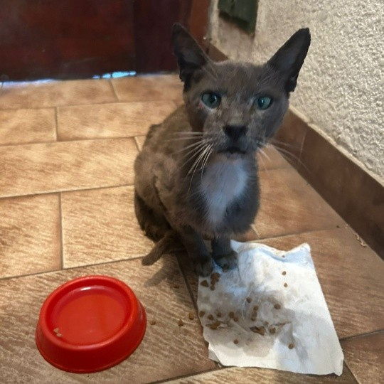 Fundación De Gatitos tweet media