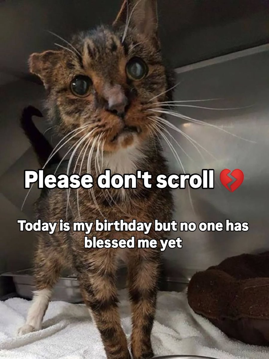 Mother Cat Rescue tweet media