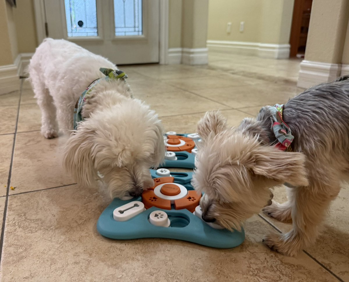 SirBailey2's tweet image. Let me’s introduce yous. To’s me’s an Rosie’s🌹Ours new game!!! I’s already the’s winner!!! 😁🐶🐾 #dogsoftwitter #dogsofx #adogslife #doggo #pets 💚