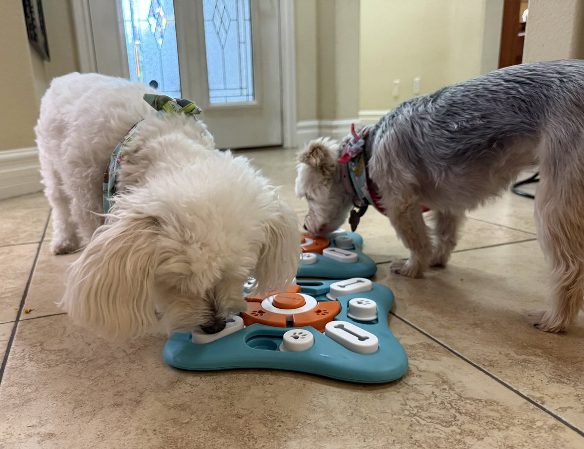 SirBailey2's tweet image. Let me’s introduce yous. To’s me’s an Rosie’s🌹Ours new game!!! I’s already the’s winner!!! 😁🐶🐾 #dogsoftwitter #dogsofx #adogslife #doggo #pets 💚