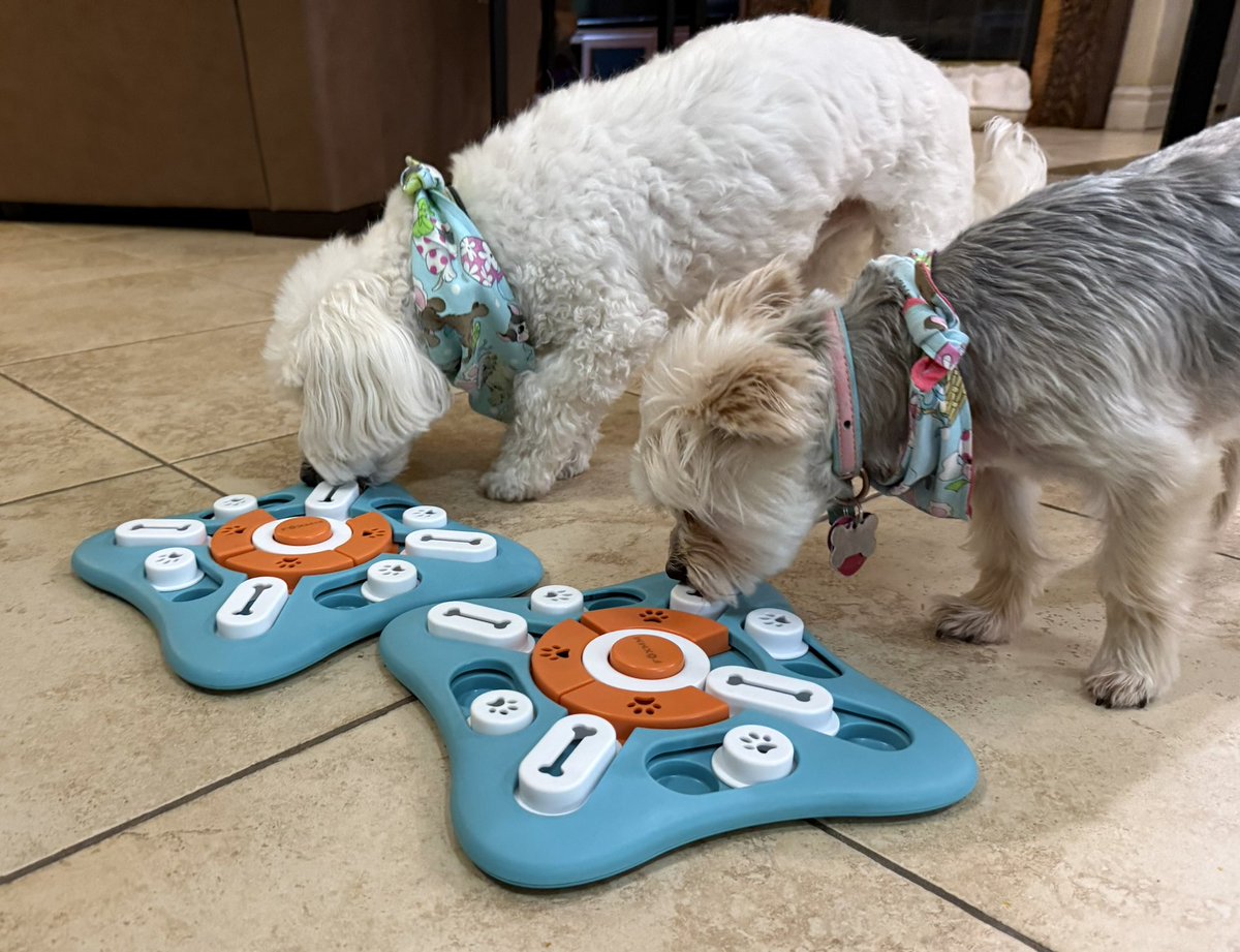 SirBailey2's tweet image. Let me’s introduce yous. To’s me’s an Rosie’s🌹Ours new game!!! I’s already the’s winner!!! 😁🐶🐾 #dogsoftwitter #dogsofx #adogslife #doggo #pets 💚