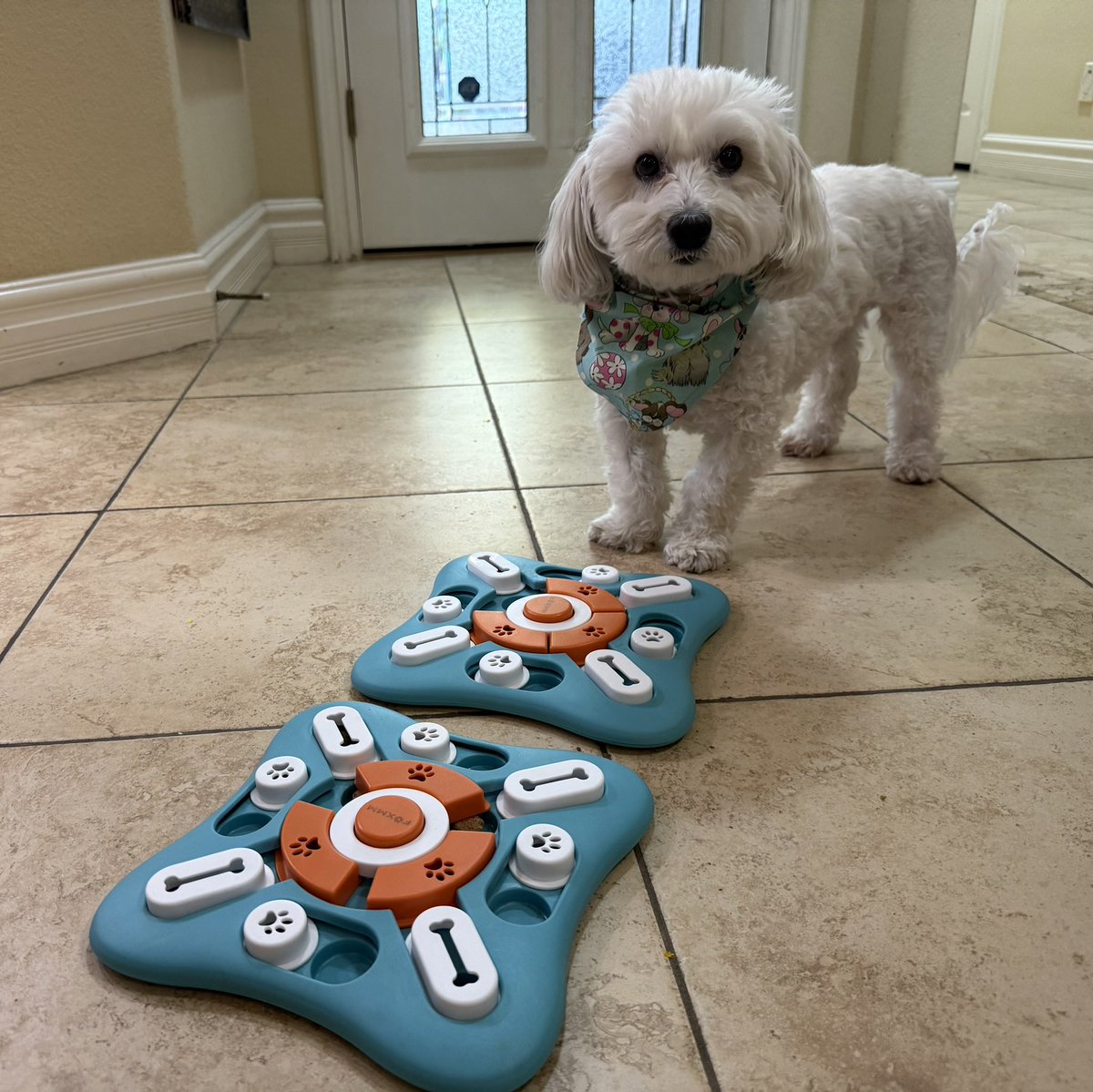 SirBailey2's tweet image. Let me’s introduce yous. To’s me’s an Rosie’s🌹Ours new game!!! I’s already the’s winner!!! 😁🐶🐾 #dogsoftwitter #dogsofx #adogslife #doggo #pets 💚