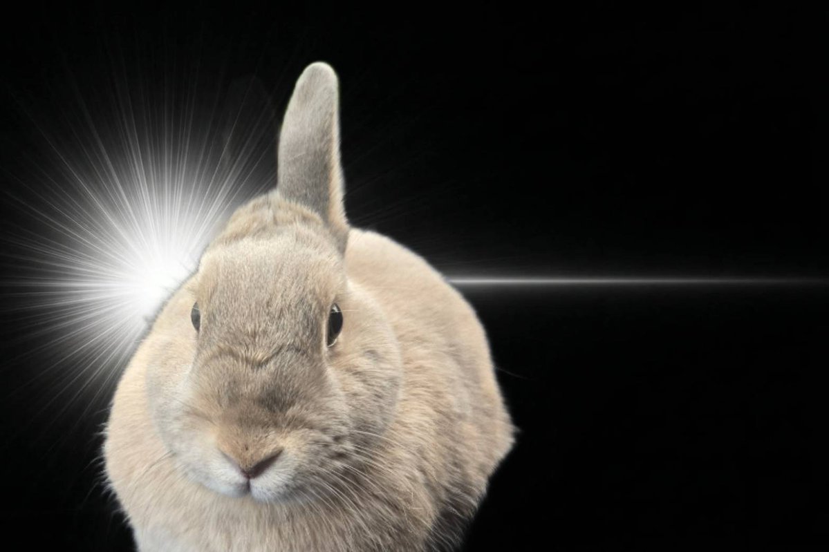 めろん tweet media