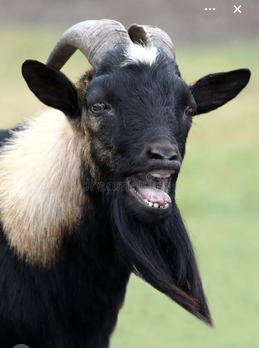 Texasmanutdfan🇺🇸🏳️‍⚧️🏳️‍🌈🇺🇦 tweet media