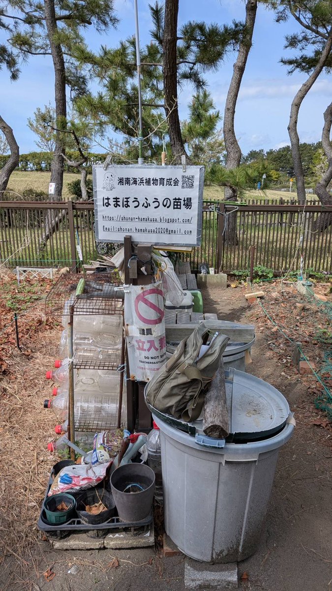 mito_m_kickoff's tweet photo. ハマボウフウって何だか分かりますか！？そう、絶滅危惧種とも言われていますが、いま辻堂海岸にて再生するプロジェクトが進行中です。今日は種まきをしました！沢山育ちますように！　#ハマボウフウ　#辻堂海岸　#増田さん　#日本大学　#小島ゼミ　#コウボウムギ https://t.co/Kus4Iya41x